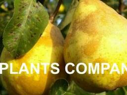 Саженцы груша дюшес из питомника