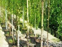 Саженцы лесных пород