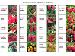 Саженцы лучших сортов Малины, Клубники, Брусники и других ку