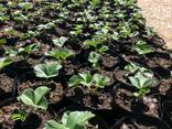 Саженцы лучших сортов Малины, Клубники, Брусники и других ку - фото 3