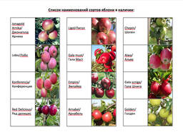 Саженцы лучших сортов Яблони Польской селекции