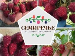 Саженцы малины "Самохвал"