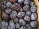 Саженцы плодовых декоративных и хвойных пород - photo 3