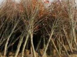 Саженцы прайс