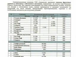 Саженцы плодовых деревьев