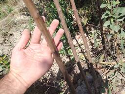 Саженцы сливы сорт Стенли