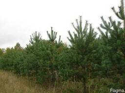 Саженцы сосна обыкновенная крымская