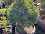 Саженцы Туй оптом - фото 2