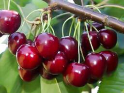 Саженцы Вишни