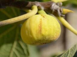 Саженец инжира "Адриатический"(экзотический)