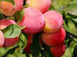 Саженец сливы "Персиковая". Крым