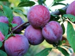 Саженец сливы "Ренклод Альтана".