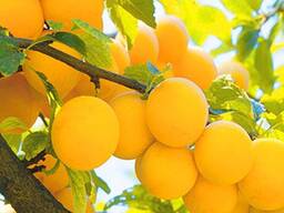 Саженец сливы "Ренклод де Бове". Крым