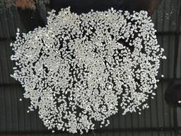 Сечка рисовая