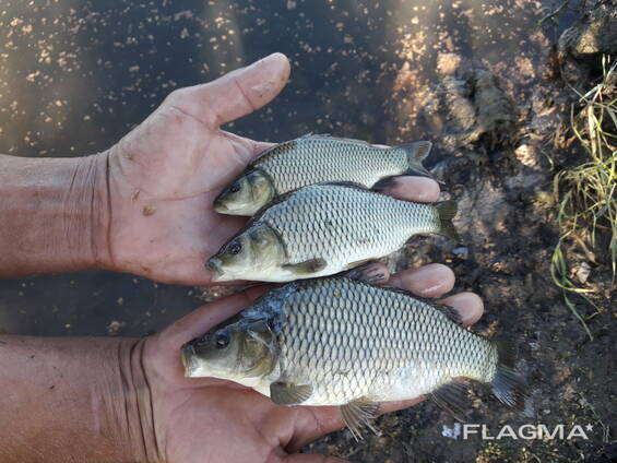 Личинки Сеголетки карпа
