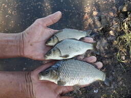 Личинки Сеголетки карпа