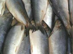 Сельдь тихоокеанская крупная 300-400. ТОЛЬКО ОПТ.