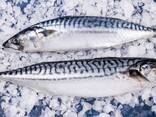 Сельдь и скумбрия свежемороженую оптом от 20 тонн! - фото 2