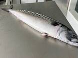 Сельдь и скумбрия свежемороженую оптом от 20 тонн! - фото 3