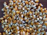 Сельскохозяйственные продукты - фото 2