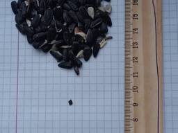 Тоо Семелстрой