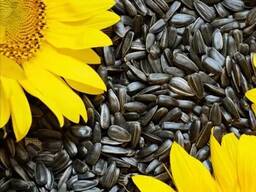 Семечки подсолнечника