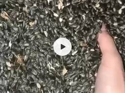 Семечки подсолнечника