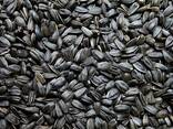 Семена подсолнечника - фото 1
