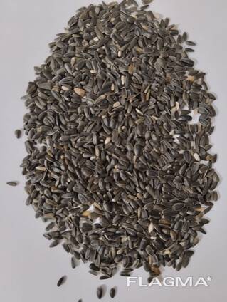 Семечки подсолнечника масличные