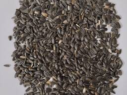 Семечки подсолнечника масличные