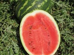 Семена арбуза Мадрид ф1