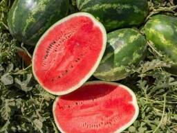 Семена арбуза ЮКОН F1