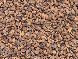 Семена Фацелии / фацелия