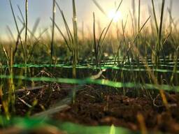 Семена газонных трав