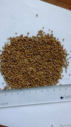 Горчица белая, желтая