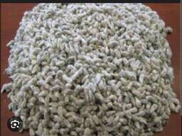 Семена хлопка