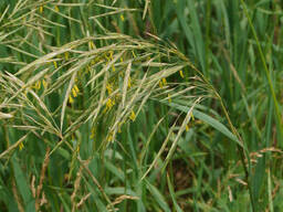 Семена:Кострец, Эспарцет, Суданка, Донник, Житняк, Вика, Козлятник, Фацелия, Овсянница