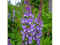 Семена Козлятника (Гале)