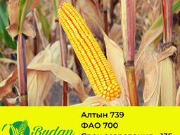 Семена кукурузы Алтын-739