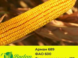 Семена кукурузы Арман-689