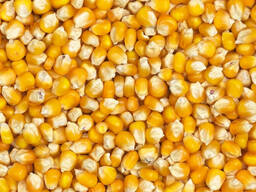 Семена кукурузы ФАО 500-700
