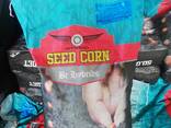Семена кукурузы Гибридные - фото 1