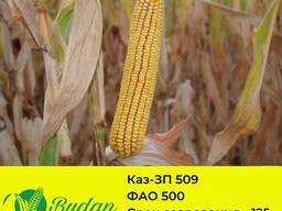 Семена кукурузы Каз-ЗП-509
