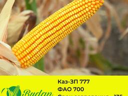 Семена кукурузы Каз-ЗП-777
