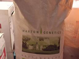 Семена кукурузы Копань ФАО 400