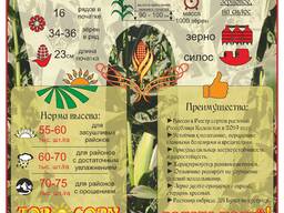 Семена кукурузы (кукуруза семенная) гибрид Булат