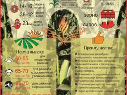 Семена кукурузы (кукуруза семенная) гибрид Веста