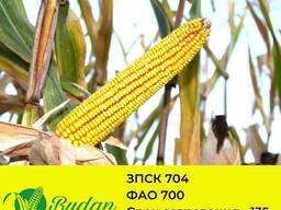 Семена кукурузы ЗПСК-704
