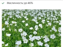 Семена Льна Абакус