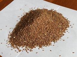 Семена льна, лён, лён масличный для производства масло